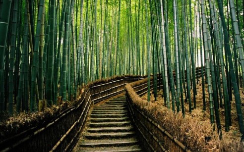 Japan bamboo